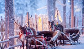 Kuzey Işıkları LAPLAND TURU SEVGİLİLER GÜNÜ (3 Gece Konaklamalı)